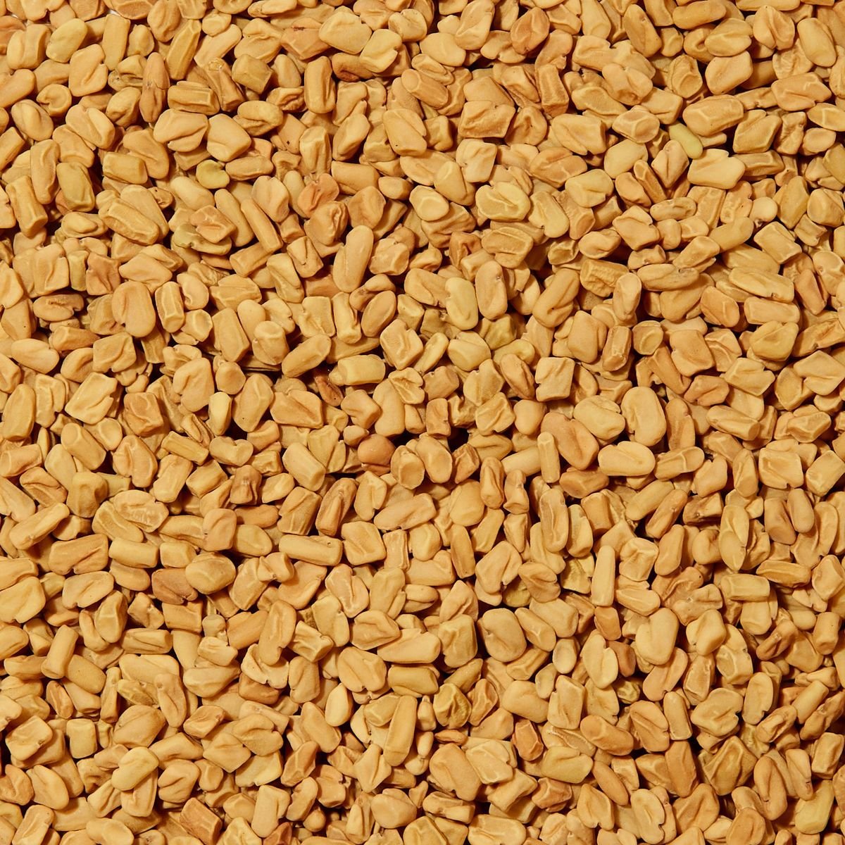 fenugreek Seeds - Chakor Enterprises